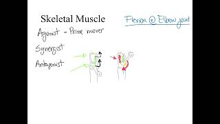 Dr Benaduce Agonist antagonist and synergist muscles Muscular System lecture [upl. by Nylyaj]