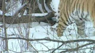 The Rare Siberian TigerAmur Tiger [upl. by Machutte834]