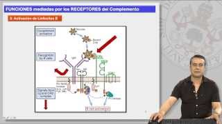 121 EL SISTEMA DE COMPLEMENTO Y SUS RECEPTORES II [upl. by Walli]