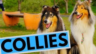 Rough and Smooth Collie  Difference  Temperament  Interesting Facts [upl. by Gerhardt56]