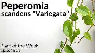 How To Care For Peperomia scandens quotVariegataquot  Plant Of The Week Ep 39 [upl. by Larok168]