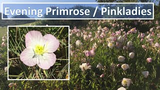 Pink Evening Primrose Pinkladies Oenothera speciosaFacts on plant flowers care propagation [upl. by Nevins579]