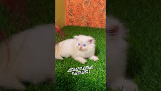 Persians cats for sale music song rap newsong cat persiancatcorner catbreeds catlover cat [upl. by Enialem]