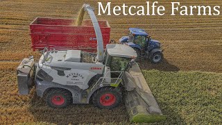 Metcalfe Farms  Wholecrop silage 2021 [upl. by Dorcas]