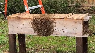 Caught swarm and moved them into hybrid long hive [upl. by Barbarese]