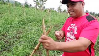 The A  Frame type Trellis of a Farmer from Albay  Bicol Region [upl. by Aket806]