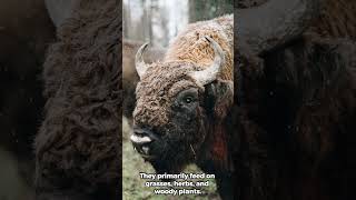 Did You Know Fascinating Truths About the European Bison europeanbison wisent bison [upl. by Poore]