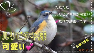 〈フィールド編〉2024年1月 ルリビタキ様 ただただ可愛い💕だけの動画🎥 [upl. by Buyers]