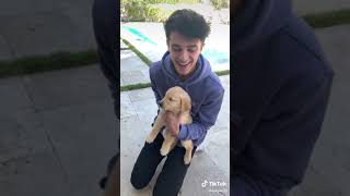 cutest puppy ❤ Amp worlds new member  Brent Rivera shorts ampworld tiktok brent brentrivera [upl. by Wilonah]