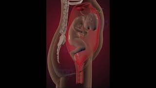 Precious moments of baby inside the womb 3D Animation [upl. by Hairem]