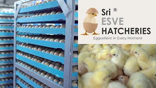 The Amazing Full process of Modern Chicks Hatchery  Hatchery Farming Technology  ibusinesszone [upl. by Yanrahs774]