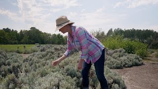 White Hills Farm talks about all things lavender [upl. by Erika]