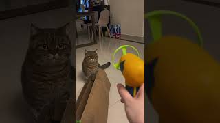 Funny Pets 😾 kitten meowing cute 🐈‍⬛ mewmew Part 3029 [upl. by Malo]