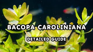 BACOPA CAROLINIANA DETAILED GUIDE  AQUATIC PLANT BACOPAs GUIDE FOR BEGINNERS [upl. by Knowle386]