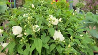 Philadelphus Snowbelle Mockorange  BEAUTIFUL Hardy Easy⭐ to Grow white flowering shrub [upl. by Franzen]