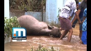 Thrissur Floods Claim Lives Of Hundreds Of Animals  Mathrubhumi News [upl. by Netfa]