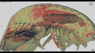 オオグソクムシの解剖 Autopsy imaging of Bathynomus doederleini [upl. by Stochmal]