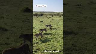 Cheetah Squad on the Prowl cheetah wildlife nature africa kenya shorts viral trending [upl. by Nalyad980]