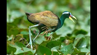 Jacana daddy carries chicks under the wings best video [upl. by Amuwkuhc176]