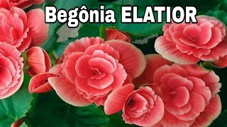 Como cuidar de begonia ELATIOR com DICAS VALIOSAS [upl. by Silverman]