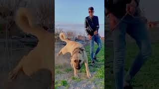 Le Kangal le chien le plus dangereux que le berger allemand [upl. by Ayikin886]