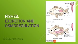 Excretion and osmoregulation in fishes  Zoology with Amina [upl. by Yellas]