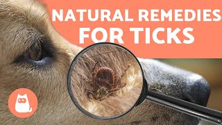 Preventing and Removing TICKS in DOGS 🕷️ 4 NATURAL REMEDIES [upl. by Llessur]