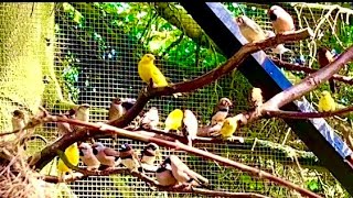 🤩Amazing Bird Breeding Update  Finches Canary Budgies Bird Aviary  S3Ep2 birds nature bird [upl. by Aikrehs]