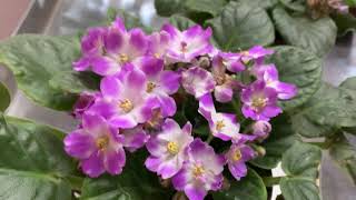 African violets  Saintpaulia General Care Guide Propagation Fertilization [upl. by Atteiram443]