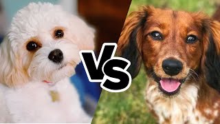 Cavachon vs Doxiepoo Comparison Furever Friends [upl. by Esyned]