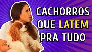 COMO CONTROLAR O LATIDO DO SEU CACHORRO com Bruno Leite [upl. by Hairahcaz]