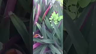 Rhoeo leaf shortsyoutubeshortsplants [upl. by Shult]