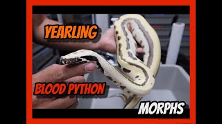 Huge update on our 2023 Holdback Blood Python morphs [upl. by Miculek]