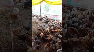 Chicks after 39 days poultry poultryfarming chicken chicks murga farming birds [upl. by Airda939]