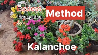 Kalanchoe propagation easy ideas l How to grow Kalanchoe plant from cuttings l Kalanchoe plant care [upl. by Vlada]