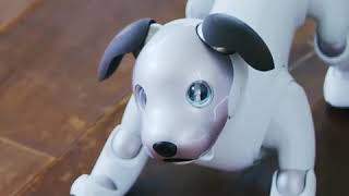 Robotic Pets To The Rescue Dementia Care Gets Innovative  Being Patient [upl. by Ennirac]