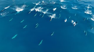 Fast Forward common dolphins traveling in a pod [upl. by Baniez]