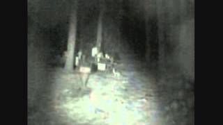 BIGFOOT RESEARCH 2013 RARE JAGUARUNDI IN ARIZONA [upl. by Bethesda]