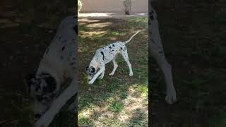 Real Grass  20241021 102406 greatdane cutedogs dog puppy doglife cutepuppy cutedog danes [upl. by Rama]