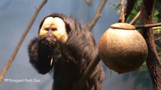 Titi Monkeys and WhiteFaced Saki Monkeys  Prospect Park Zoo [upl. by Kirima633]