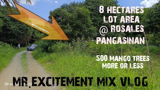 V51 Mango farm  pasture land for sale 8 hectares mrexcitementmixvlog [upl. by Aerahs]