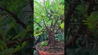 ගගවැරල්ල බොන්සායි  phyllanthus Bonsai srilanka  Bonsai Inventor  බොන්සායි නිමැවුම්කරුවා [upl. by Aracot230]