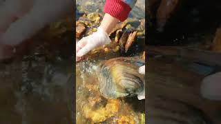 seafood hunting pearls picking pearls fishing food satisfying relax fish outdoors [upl. by Yziar416]