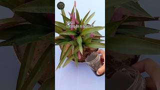 Compost Liquid Fertilizer for any Plants shorts garden tips [upl. by Hareenum327]