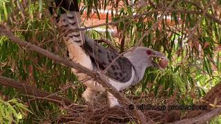 Channelbilled Cuckoo Attacks Currawong Nest [upl. by Adianes224]