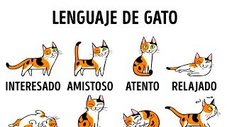 5 Maneras De Ser Amigo De Tu Gato [upl. by Muldon]