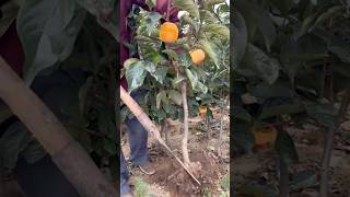 Lets Planting This Beautiful Persimmon Variety satisfying RomFarm [upl. by O'Toole121]