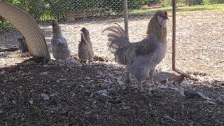 Lavender Araucanas rooster and hens [upl. by Karleen]