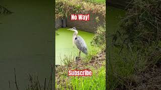 No Way😱Heron birds nature [upl. by Parent]