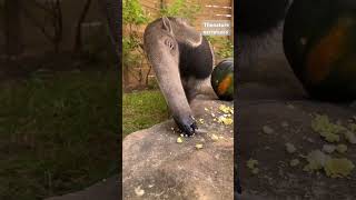 THE GIANT ANTEATER originated from Central and South America viralvideo fyp fypシ゚viral [upl. by Irrep969]